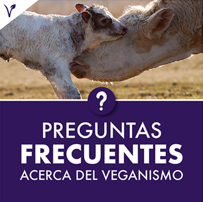 Preguntas Frecuentes Veganas - La Guia Veg
